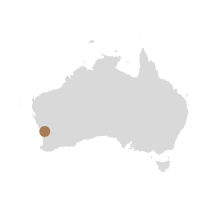 Zolotas Australia, Subiaco